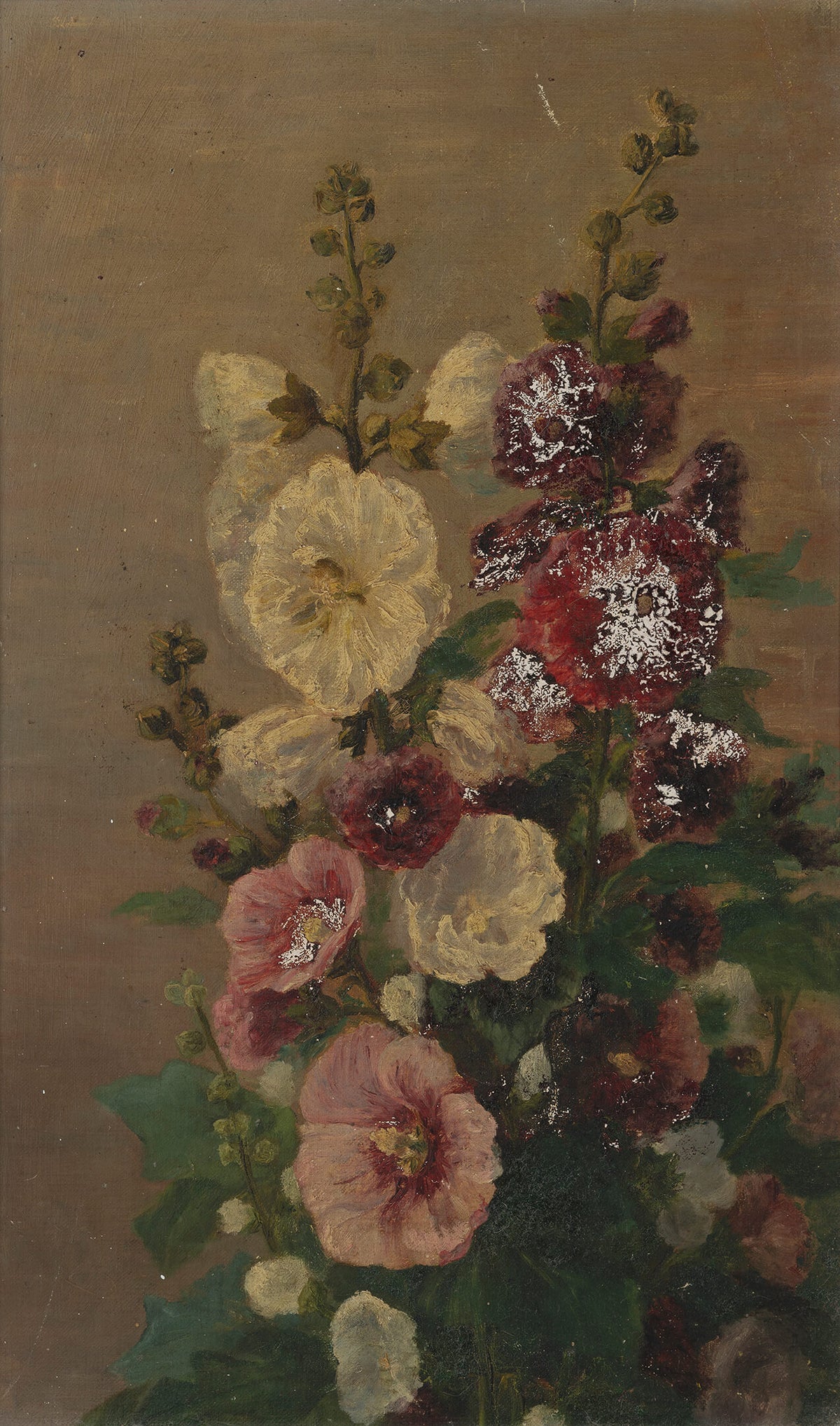 Hollyhocks